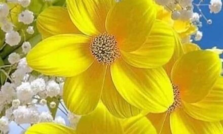 WhatsApp Image 2025-04-22 at 4.14.25 PM