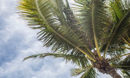 clouds-cloudy-skies-coconut-coconut-trees-411217