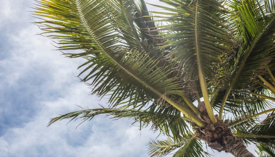 clouds-cloudy-skies-coconut-coconut-trees-411217