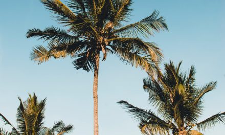 coconut-trees-idyllic-nature-2033481