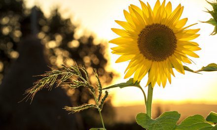 light-nature-sky-sunset-33044