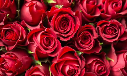 red-roses-close-up-photography-196664