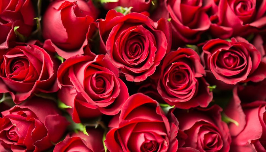red-roses-close-up-photography-196664